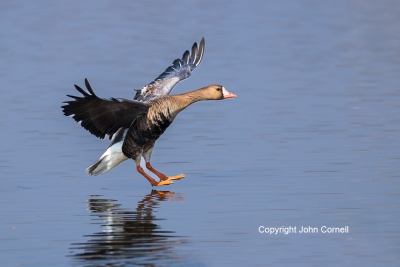 Anser-albifrons;Flying-Bird;Greater-White-fronted-Goose;Landing;Photography;Whit